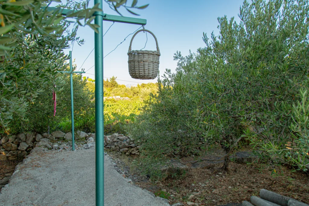 Wicker basket hanging from a green metal frame beside a concrete path through olive trees and dry stone walls